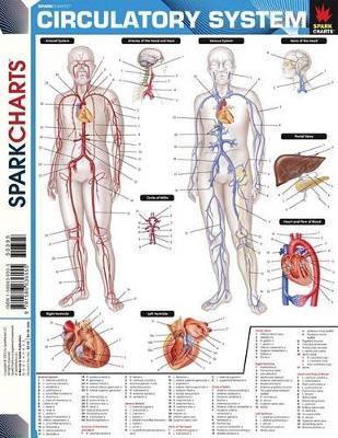 Cover of Circulatory System (Sparkcharts)