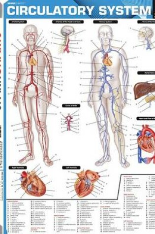 Cover of Circulatory System (Sparkcharts)