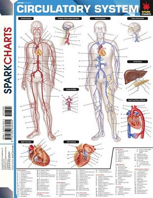 Cover of Circulatory System (Sparkcharts)