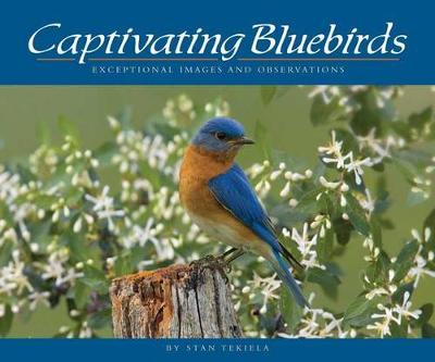 Book cover for Captivating Bluebirds