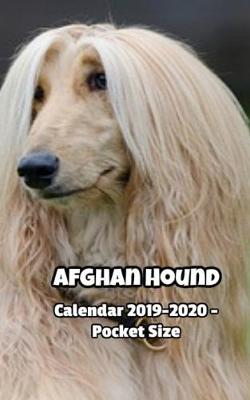 Book cover for Afghan Hound Calendar 2019-2020 - Pocket Size