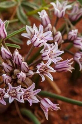 Cover of San Juan Onion (Allium Macropetalum) Flowers Blooming