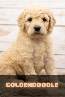 Book cover for Goldendoodle