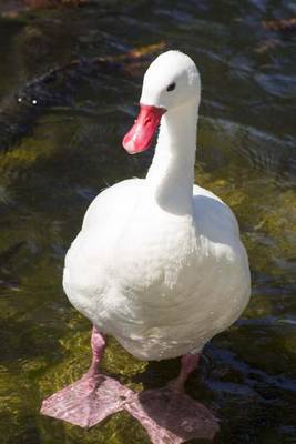 Book cover for White Duck Wading in the Water Journal