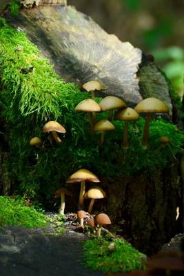 Book cover for Old Forest Tree Stumps Covered in Moss and Mushrooms