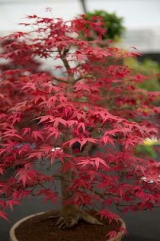 Cover of A Japanese Maple Bonsai Tree