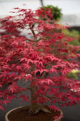 Book cover for A Japanese Maple Bonsai Tree