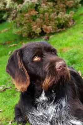 Book cover for Wirehaired Pointing Griffon