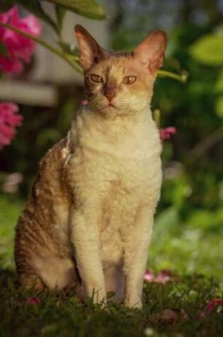 Cover of Cornish Rex