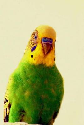 Book cover for Green and Yellow Parakeet (Birds of the World)