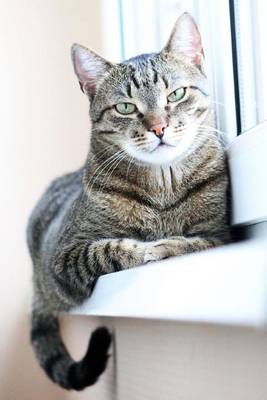 Book cover for Tabby Cat on a Windowsill Journal