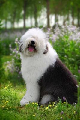 Book cover for Say Hello to the Old English Sheepdog Journal