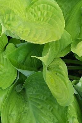 Book cover for Journal Bright Hosta Leaves