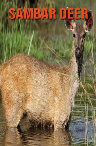 Cover of Sambar Deer