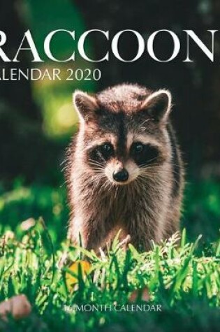 Cover of Raccoons Calendar 2020