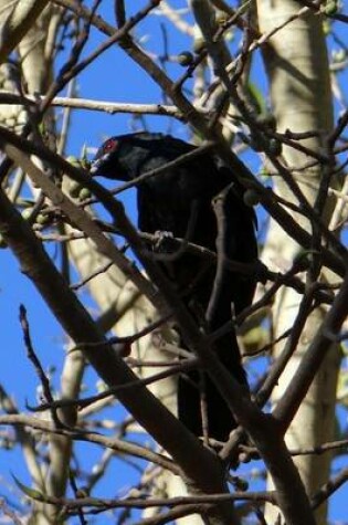 Cover of Asian Koel in the Trees, Birds of the World