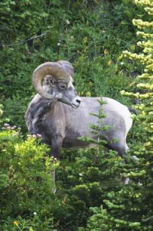 Cover of A Bighorn Sheep in the Forests of Glacier National Park, Montana