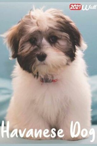 Cover of Havanese Dog 2021 Wall Calendar