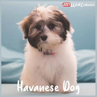 Book cover for Havanese Dog 2021 Wall Calendar