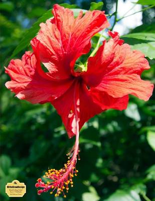 Book cover for Writedrawdesign Notebook, Blank/College Ruled, 8.5 X 11, Red Hibiscus Flower