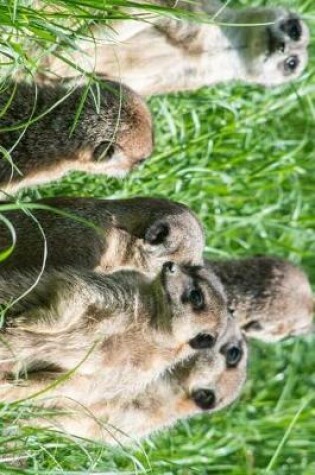 Cover of Meerkat Family in the Grass Journal