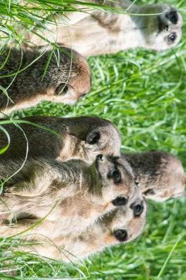 Book cover for Meerkat Family in the Grass Journal