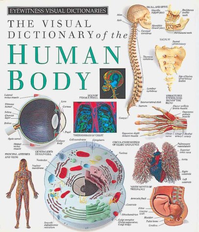 Book cover for Eyewitness Visual Dictionaries: The Visual Dictionary of the Human Body