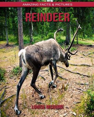 Book cover for Reindeer