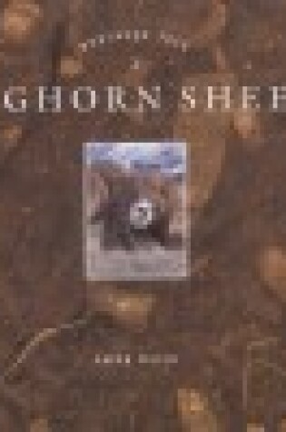 Cover of Bighorn Sheep