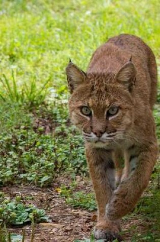 Cover of Bobcat Animal Journal