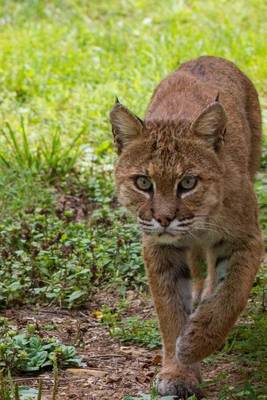 Book cover for Bobcat Animal Journal