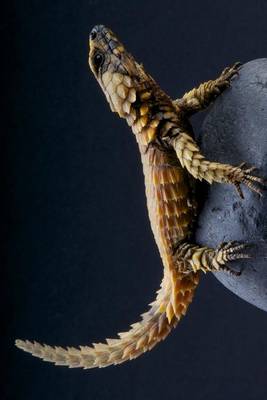 Book cover for Armadillo Lizard (Cordylus Cataphractus) Journal