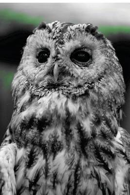 Book cover for Tawny Owl in Black and White, Birds of the World