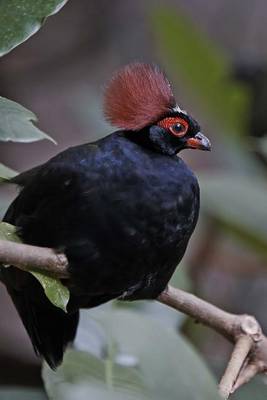 Book cover for Crested Wood Partridge Journal