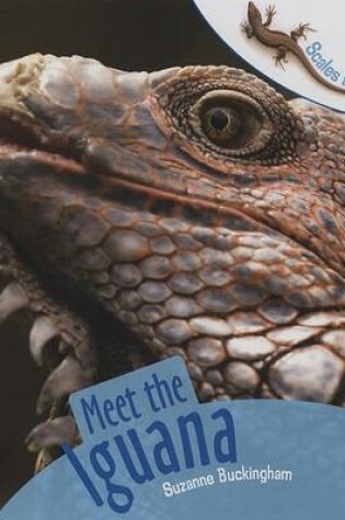 Cover of Meet the Iguana