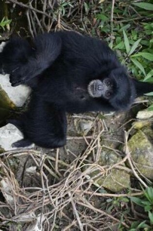 Cover of Sumatra Bibon Siamang Lounging at the Stream