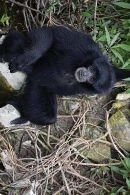 Book cover for Sumatra Bibon Siamang Lounging at the Stream