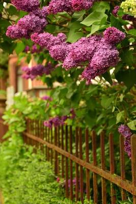 Book cover for A Beautiful Lilac Bush Growing Over a Fence