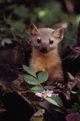 Book cover for Cute Marten in the Wild Animal Journal