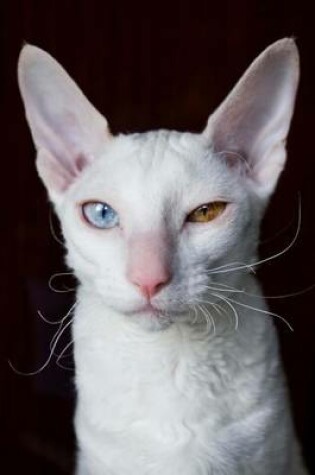 Cover of Cool White Cornish Rex Cat with Different Colored Eyes Journal