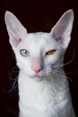 Book cover for Cool White Cornish Rex Cat with Different Colored Eyes Journal