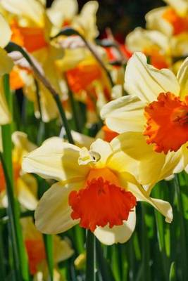 Book cover for Daffodils Glowing in the Sun, for the Love of Flowers