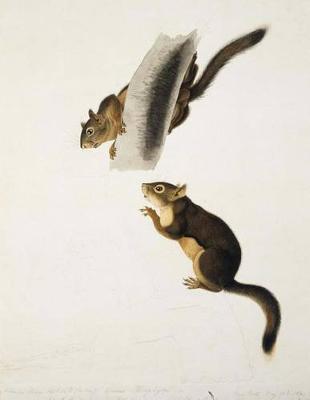 Book cover for Douglas's Squirrel, John J. Audubon. Blank Journal