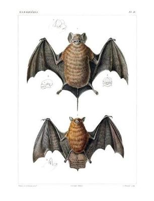 Book cover for Velvety Free-Tailed Bat & Red Myotis Bat Composition Notebook