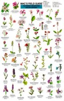 Cover of Mac's Field Guides: Rocky Mountain Wildflowers