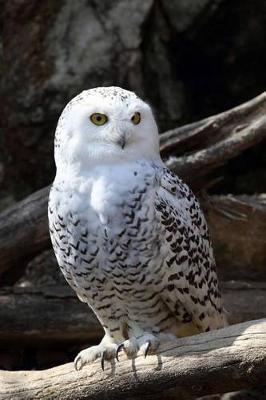 Book cover for Snowy Owl Journal