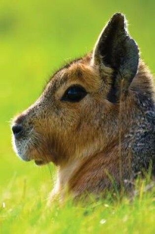 Cover of Short-Eared Hare Notebook