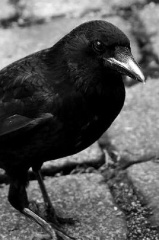 Cover of Common Raven Standing on Bricks in Black and White Journal