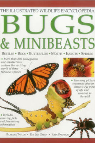 Cover of Illustrated Wildlife Encyclopedia: Bugs & Minibeasts