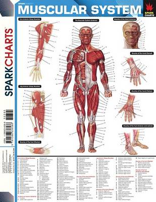 Cover of Muscular System (Sparkcharts)
